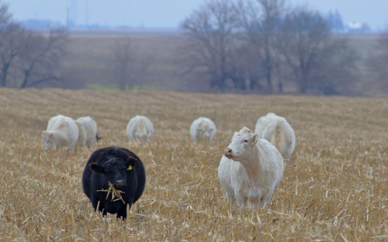 A group of cattle grazing on crop residue.