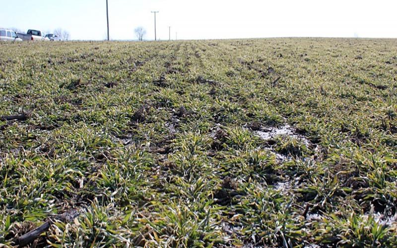 A field with patches of soil exhibiting poor water infiltration.