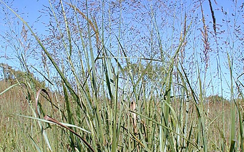 A patch of switchgrass growing at the edge of a field.