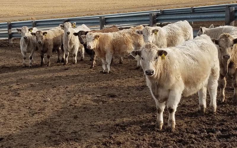 A group of white cattle standing in a feedlot.
