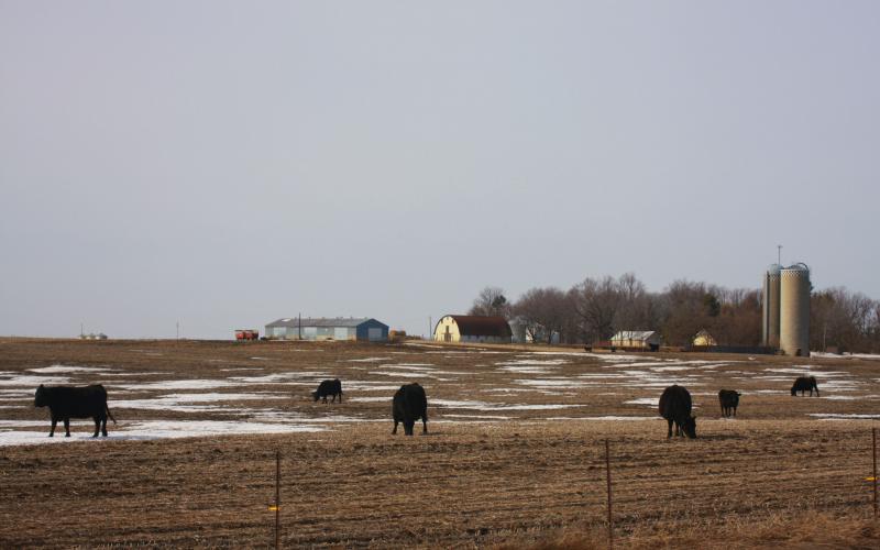 Six black cattle grazing a field with patches of snow.