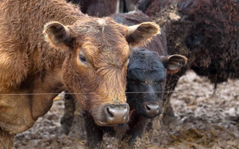A brown cow and a black calf standing in a muddy, water-soaked feedlot.
