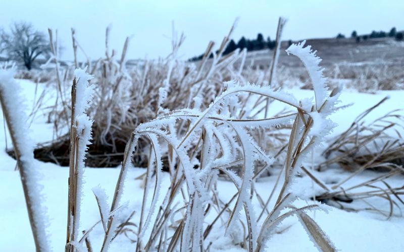 Frost-covered grass in a winter pasture.