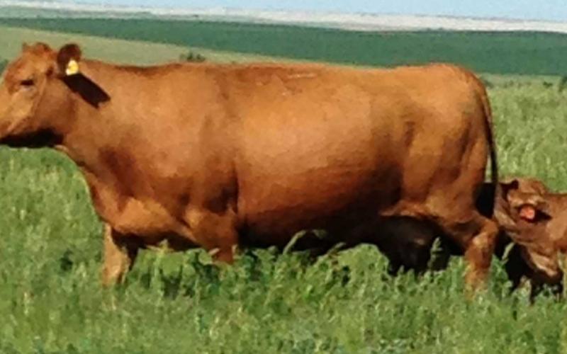 A red angus cow with two unweaned calves attempting to suckle from it.