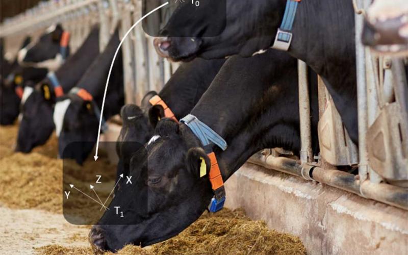 Dairy cattle wearing feeding muzzles while feeding at a feed bunk. A series of arrows on two of the cows labeled Y, Z, X represent feeding motions recorded by the muzzles, while two variables labeled T-0 and T-1 represent "lag" variables expressed by lowering their muzzle to the feed bunk table to eat. For a complete description, call SDSU Extension at 605-688-6729.