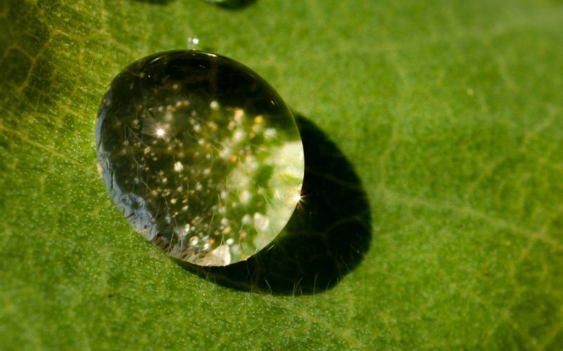 A drop of dew on a green leaf.
