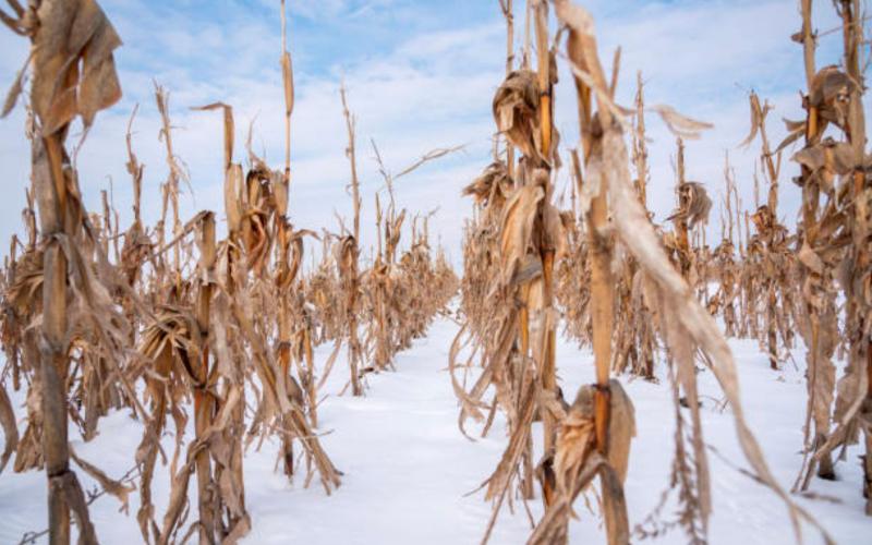 A field of standing corn covered in snow.
