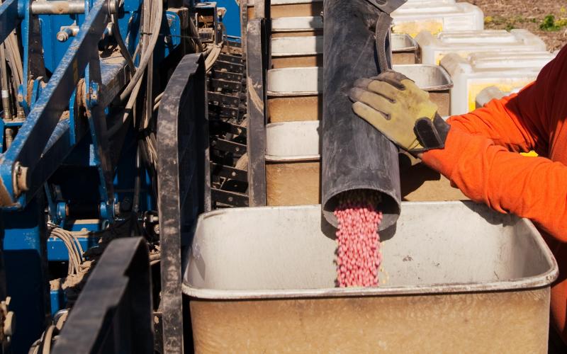 A producer loading a planter with fungicide-treated soybean seeds.
