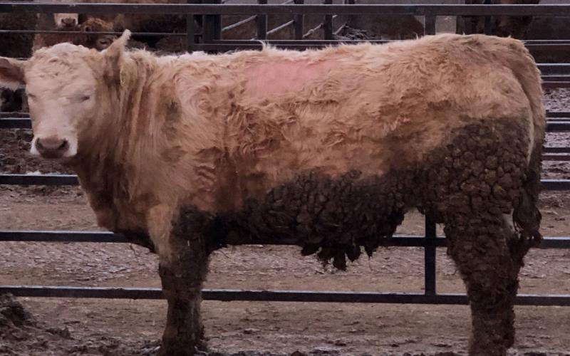 A steer standing in a feedlot. Its middle back has a visible bald spot due to lice.