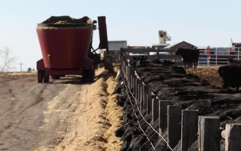 Black angus cattle feeding in a feedlot.