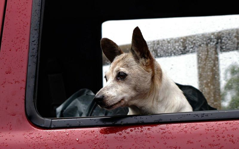 A dog in the cab of a pickup truck as rain falls.