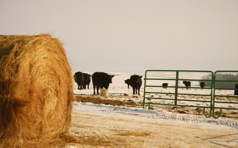 A small group of pregnant black angus cattle at pasture in early spring.