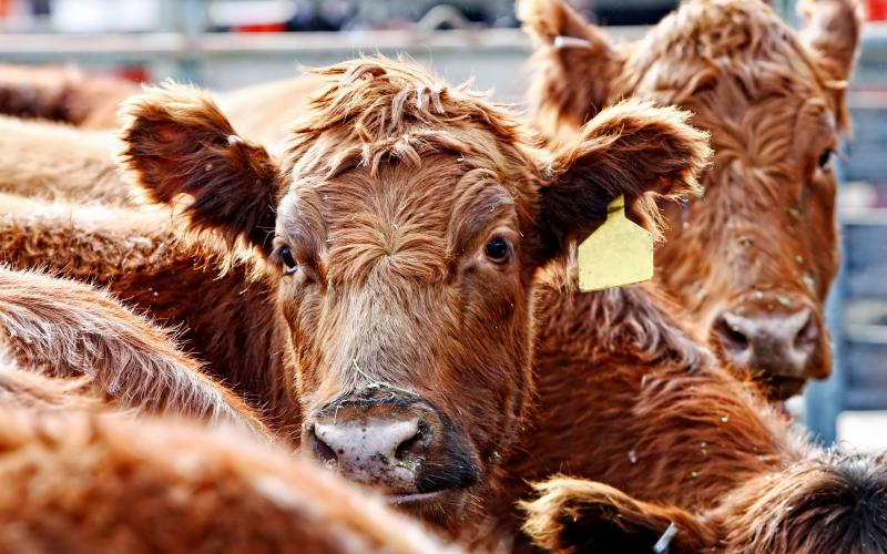 Close-up of the heads of curious Red Angus cattle during feeding time in an outdoor pen - dust from the hay and outdoor enclosure swirl in the air around their heads.