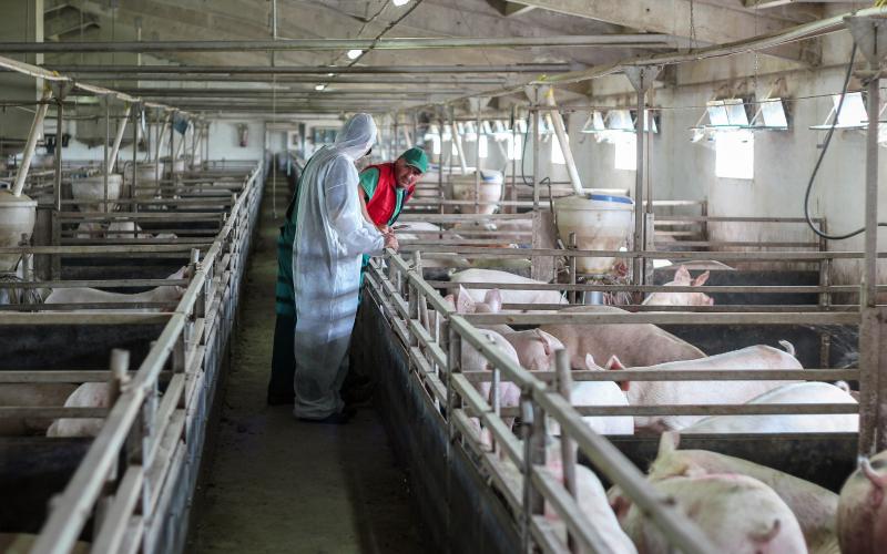 A hog farmer and employee conducting training inside a modern swine facility.