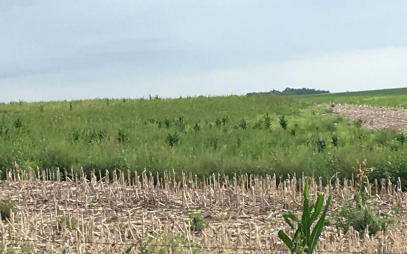 An unplanted field with weeds growing throughout.