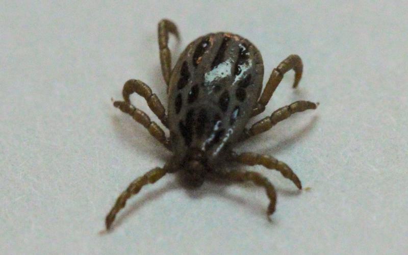 A teardrop shaped tan tick with eight legs and brown markings on a white background.