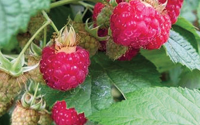 Close up of raspberry plant A close up of a raspberry plant with several berries growing on the plant