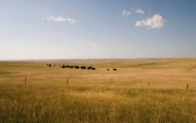 A herd of cattle grazing a vast rangeland in west-river South Dakota.