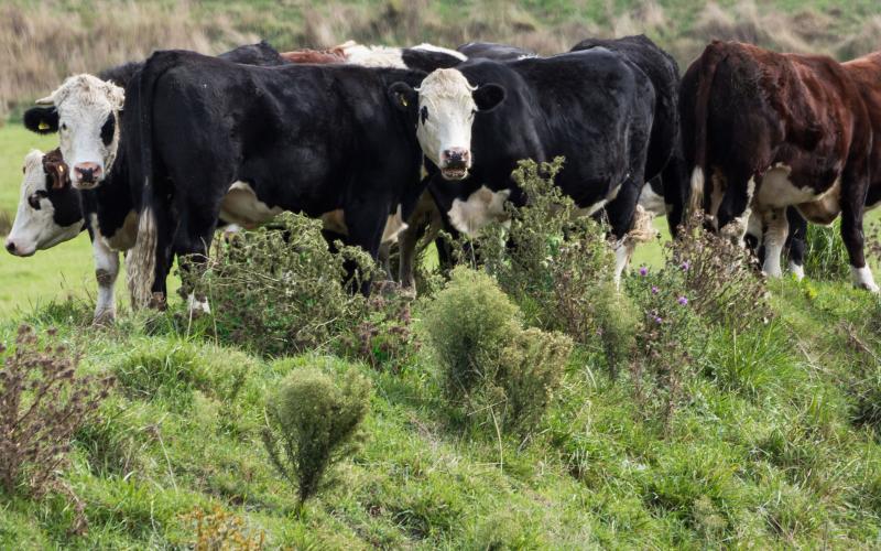 A group of mixed cattle grazing in a pasture with several Canada Thistle plants spreading throughout.