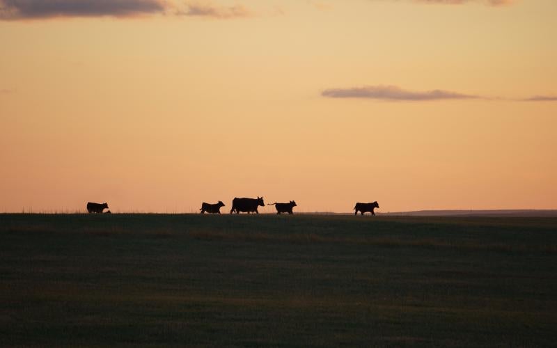 A small group of cattle grazing a vast, open range as the sun sets in the background.