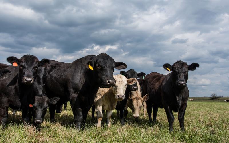 Black Angus bull standing with a group of Angus and Charolais crossbred heifers in a spring pasture with an overcast sky.