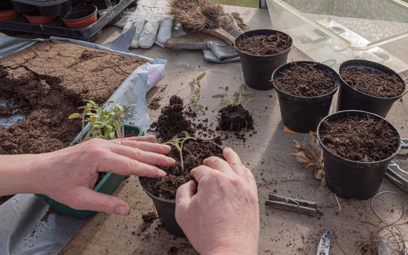 A pair of hands transplanting a tomato seedling in a black, plastic pot.