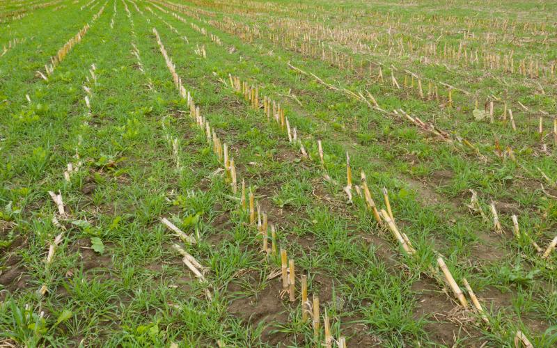 Cover crops growing in a field of harvested corn.