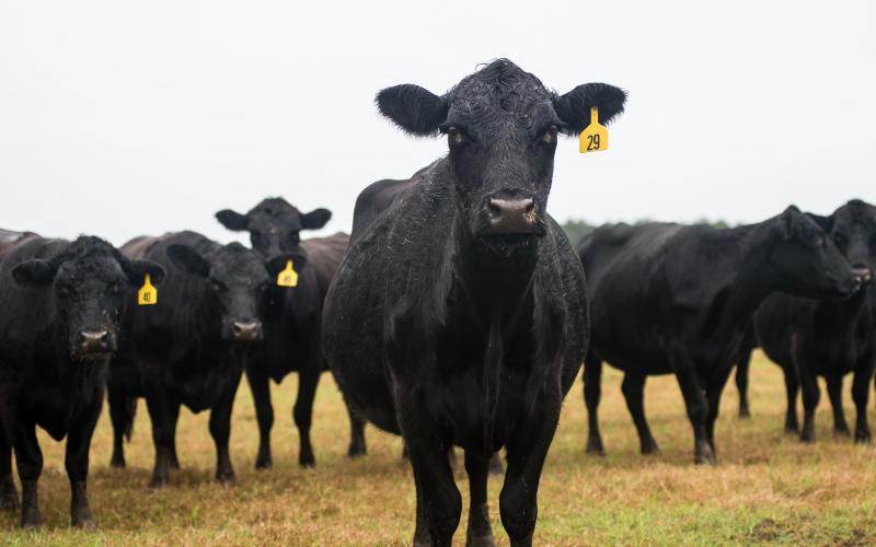 A group of black Angus cows standing in spring pasture.