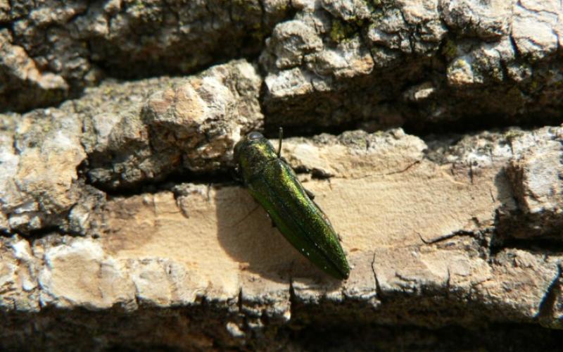 Adult female emerald ash borer Adult female emerald ash borer