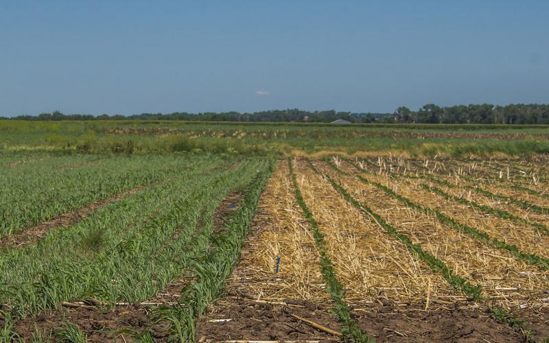 A field of no-till soybeans and corn.