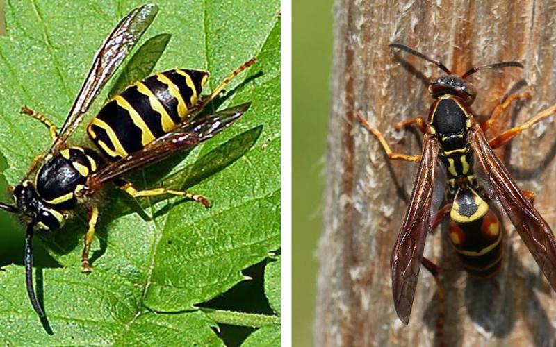 Two adult wasps side-by-side. The left is black and yellow and is resting on a green leaf. The right is black, yellow and burnt orange in color and is resting on a piece of wood.