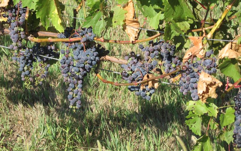 Grapes growing on a vine grapes growing on a vine in a vineyard