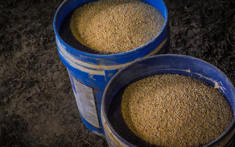 Two blue feed buckets filled with distillers grains.