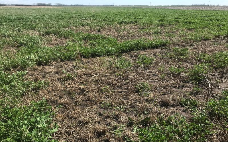An alfalfa field with noticeable dead patches due to winter kill.