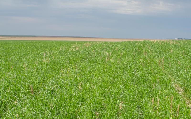 Spring wheat growing in a no-till field. Courtesy: USDA NRCS South Dakota, (CC BY-SA 2.0)