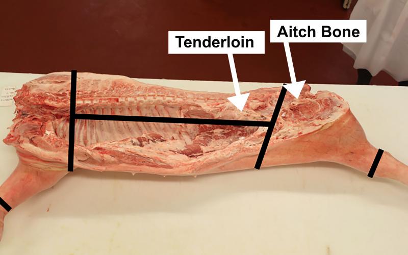 A pork carcass that has been cut in half. There are black lines demonstrating where to cut the carcass into its primal cuts. White arrows call out the tenderloin section and the aitch bone. For a complete description, contact SDSU Extension at: 605-688-4792