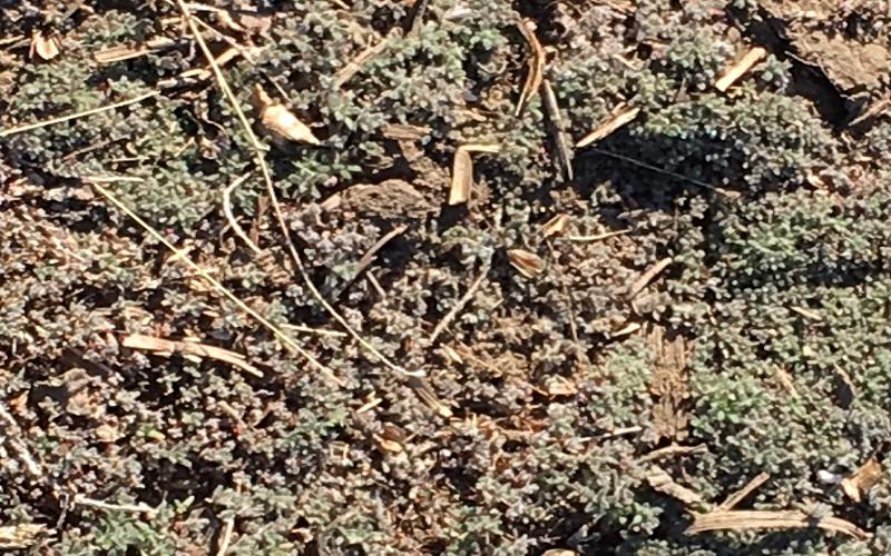 A patch of soil with kochia weeds growing throughout.