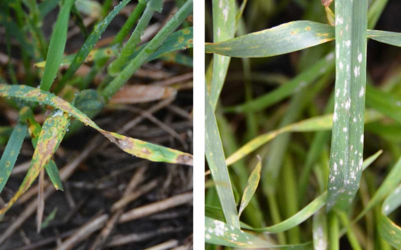 Wheat plants exhibiting symptoms of tan spot and powdery mildew.