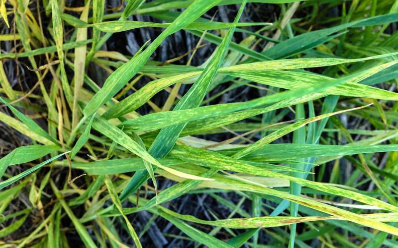 A few wheat plants showing heavy yellowing mosaic symptoms due to Wheat streak mosaic virus.