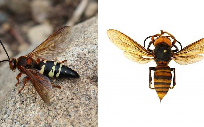 Two insects. The left is a wasp with a dark head, reddish brown thorax (the segment behind the head), and a black and yellow banded abdomen. The right is a hornet with a yellow head, dark brown thorax (the segment behind the head), and a brown and yellow banded abdomen.