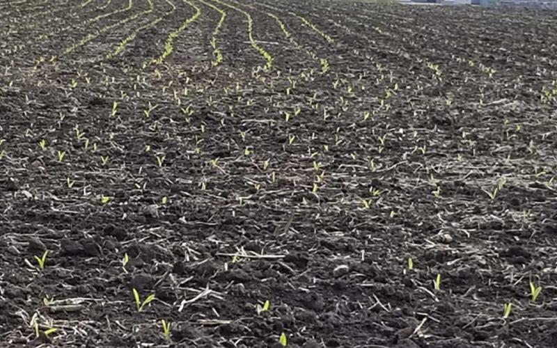Young corn plants emerging in a field during early spring.