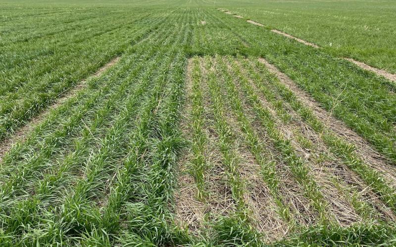 SDSU Extension Winter Wheat Variety trials. One plot is showing more yellowing and stress than other plots.