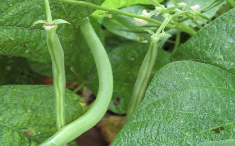 Green beans growing a garden.