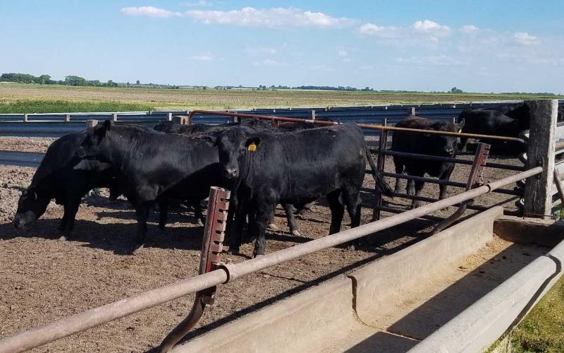 A small group of black angus cattle in a feedlot.