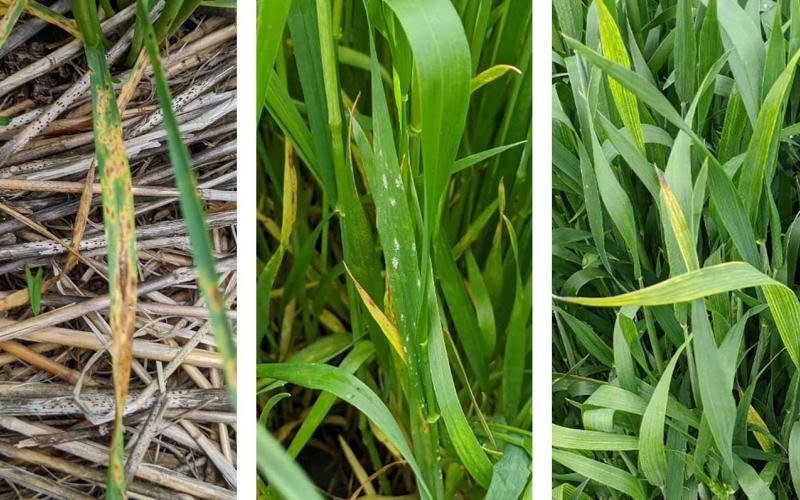 Three wheat plants exhibiting disease symptoms. From left: Tan spot, powdery mildew, and Barley yellow dwarf.