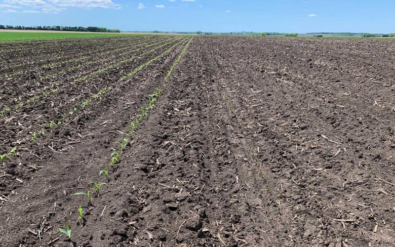 A field divided into two planting areas. The left area has young corn plants emerging from the soil. The right has no visible corn emergence yet.
