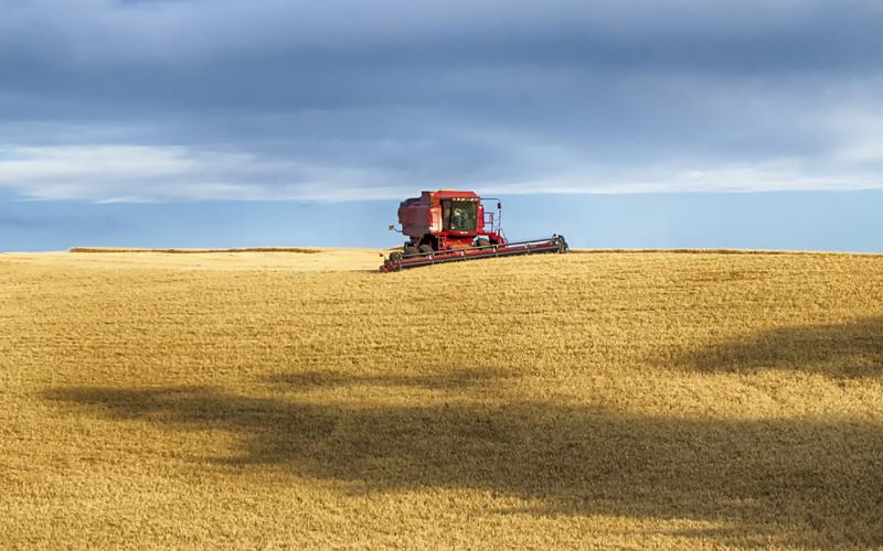 A red combine harvesting wheat in a vast, open wheat field.