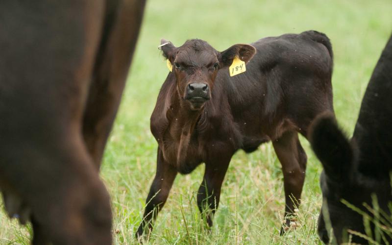 A black angus calf in standing in a pasture between two cows.