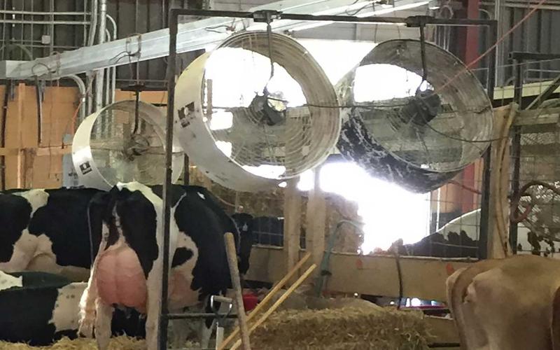 Large fans helping to keep Dairy Cattle cool in a livestock housing facility.