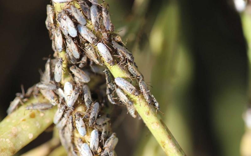 Numerous grayish-brown bugs gathering on a green stem.